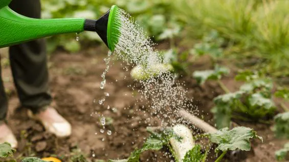 Cuidados-para-la-huerta-en-verano-el-sol-y-el-agua