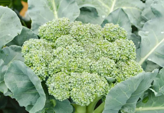 cultivo-brocoli-dasa-elfer550x380
