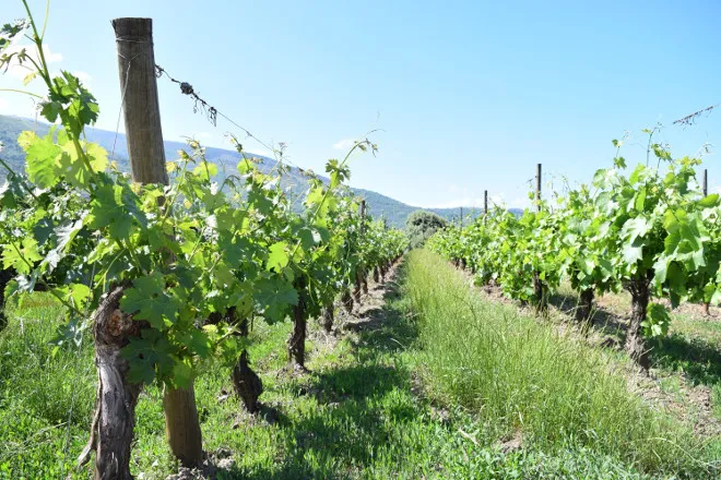 viñedo