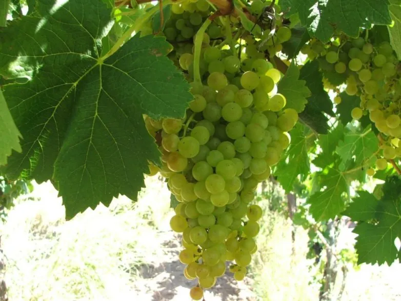 d8e9584a467b09cd0ded85b5eaa3d109_L