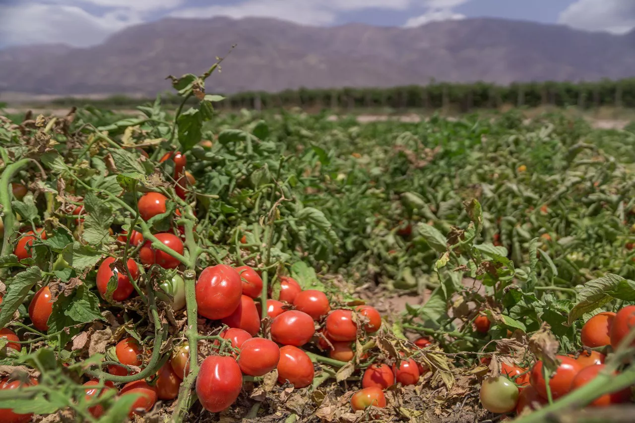 cosecha tomate