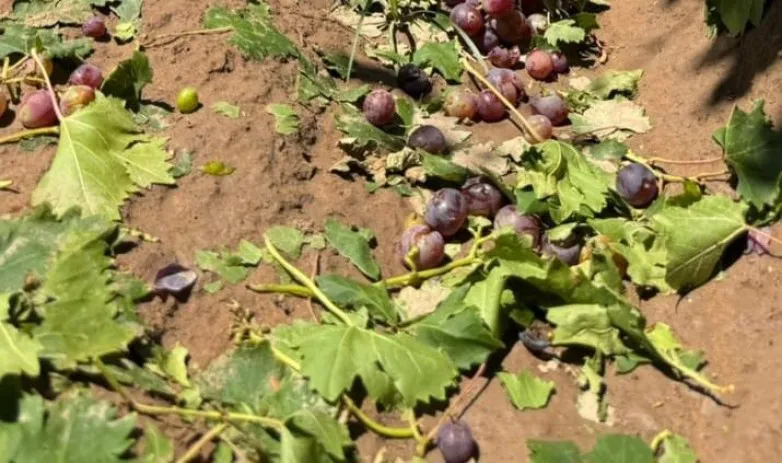 cd52f8846d5a7efd95bed3073bf431e7_L