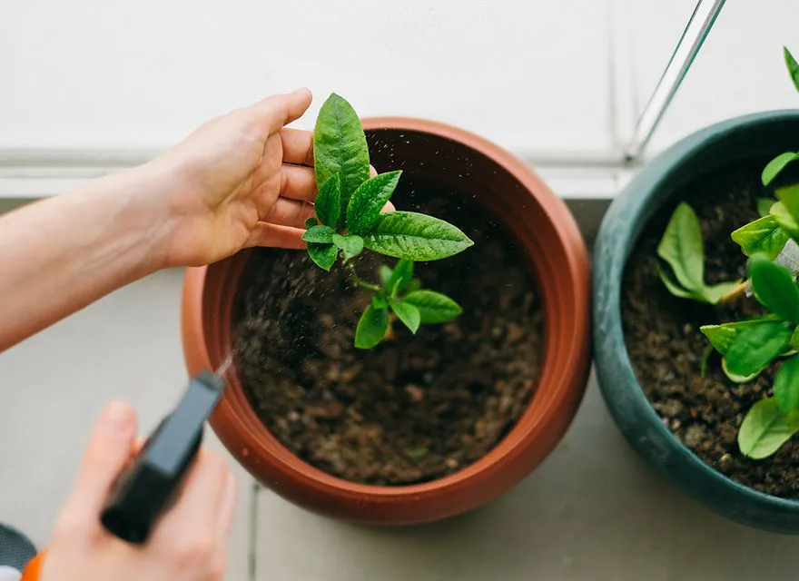 cuidados-de-las-plantas-en-macetas-2