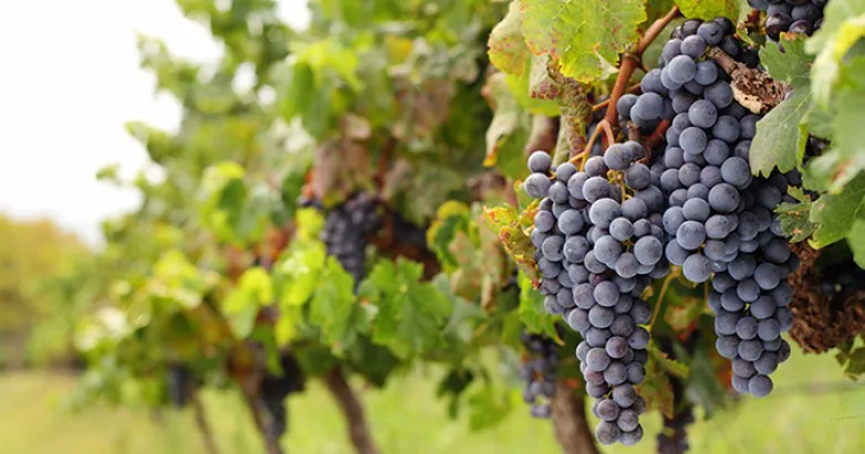 8bf7c0ec9b413a2976e388a8c2646c8a_L