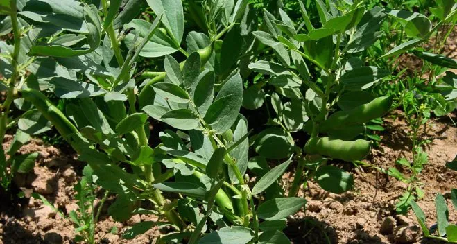 como-cultivar-habas
