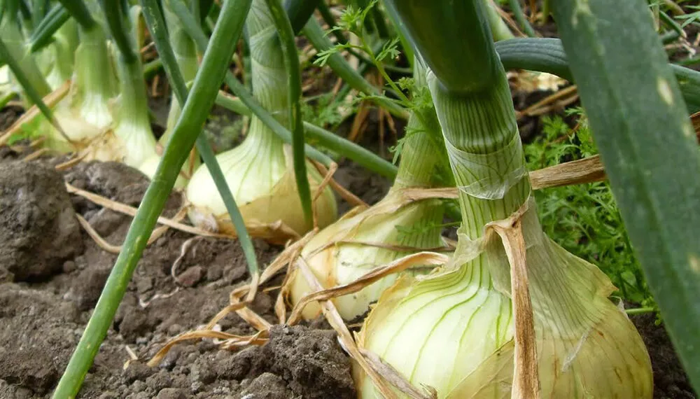 cebolla
