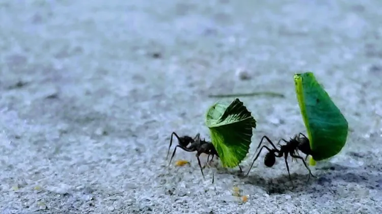 como-combatir-y-eliminar-a-las-hormigas-negras-en-nuestra-huerta-750x420