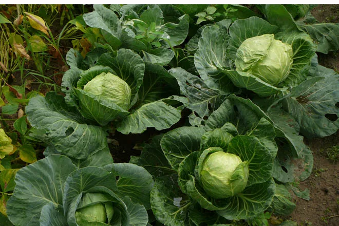 repollo-a