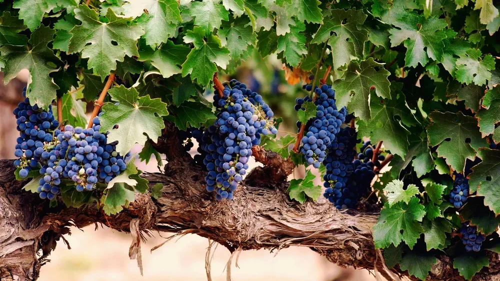 vid-con-racimos-de-uvas-5303ceba1a757