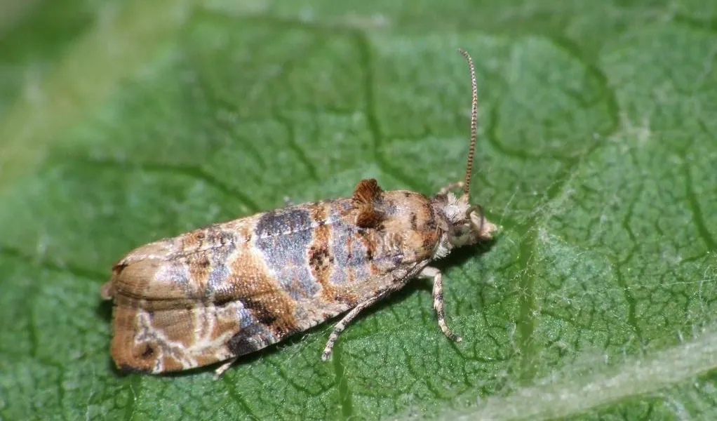Lobesia-Botrana-Polilla-Vid