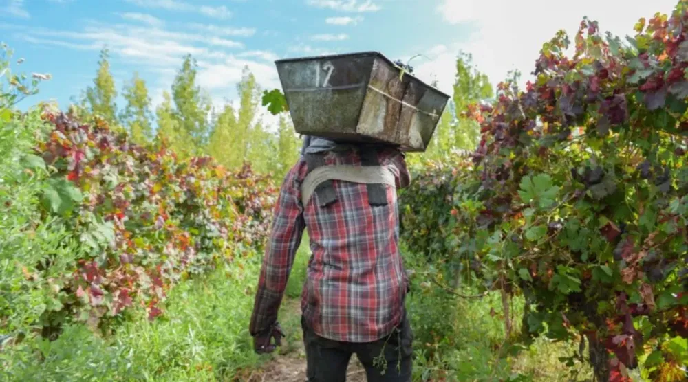 cosechadores-de-uvas
