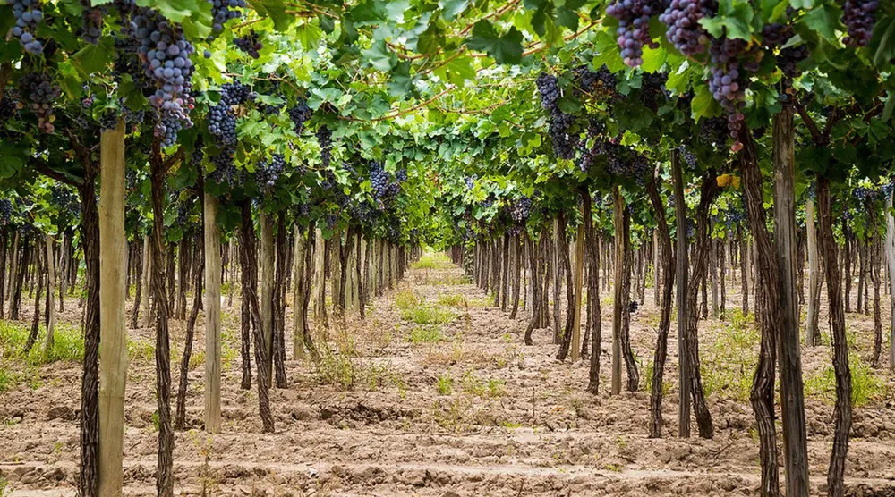 Vinedos-de-mendoza