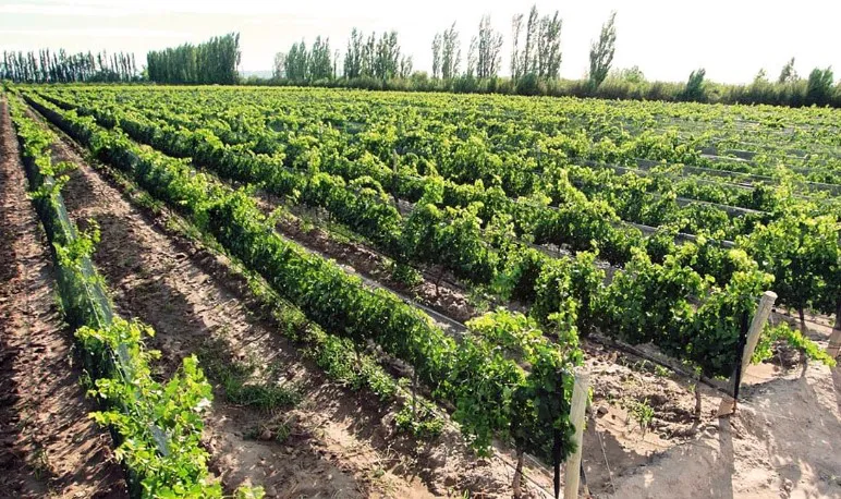 viñas