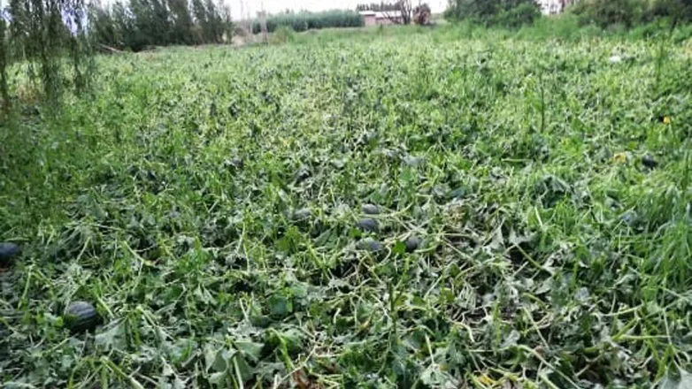 7c0b6f70b431435da2eb659aaac8f949_L