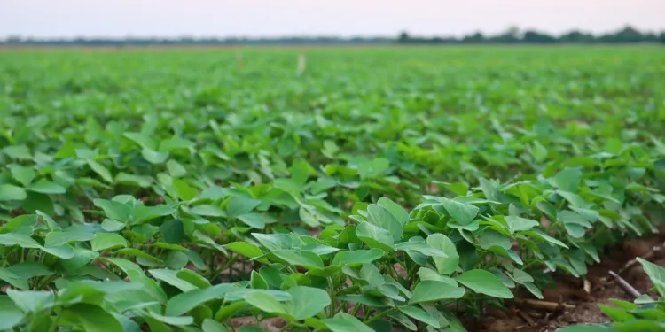 soja-2022-bichos-de-campo-750x375