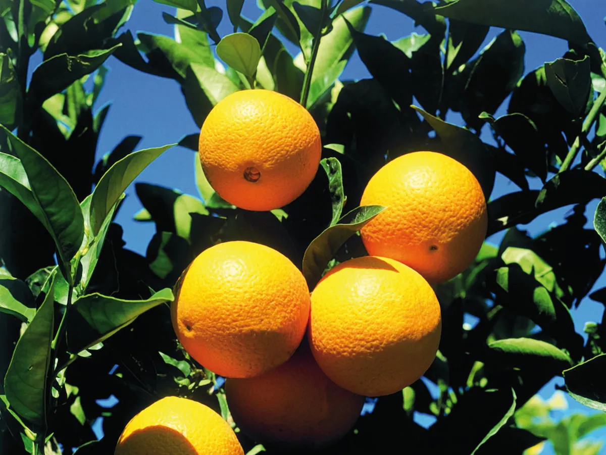 inbound3741097097177143236