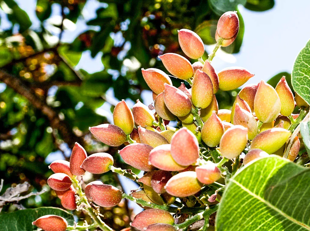 pistacho 1