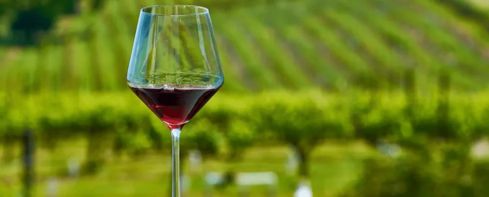 copas-de-vino-tipos-y-usos-980x396