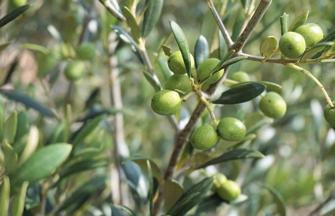Aceituna-olivo