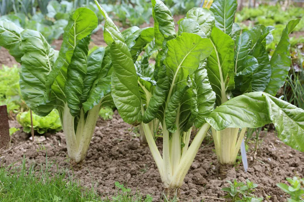 A_acelga_planta-1024x682