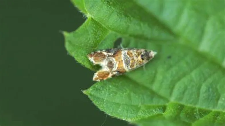 ac527dce2acd5acf9bba33763b68e125_L