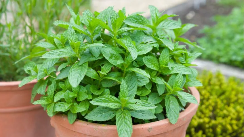 menta