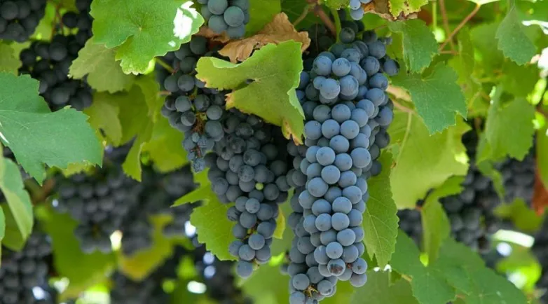 5a2b4d5dbb7f69bf28c1afccb81ba08c_L