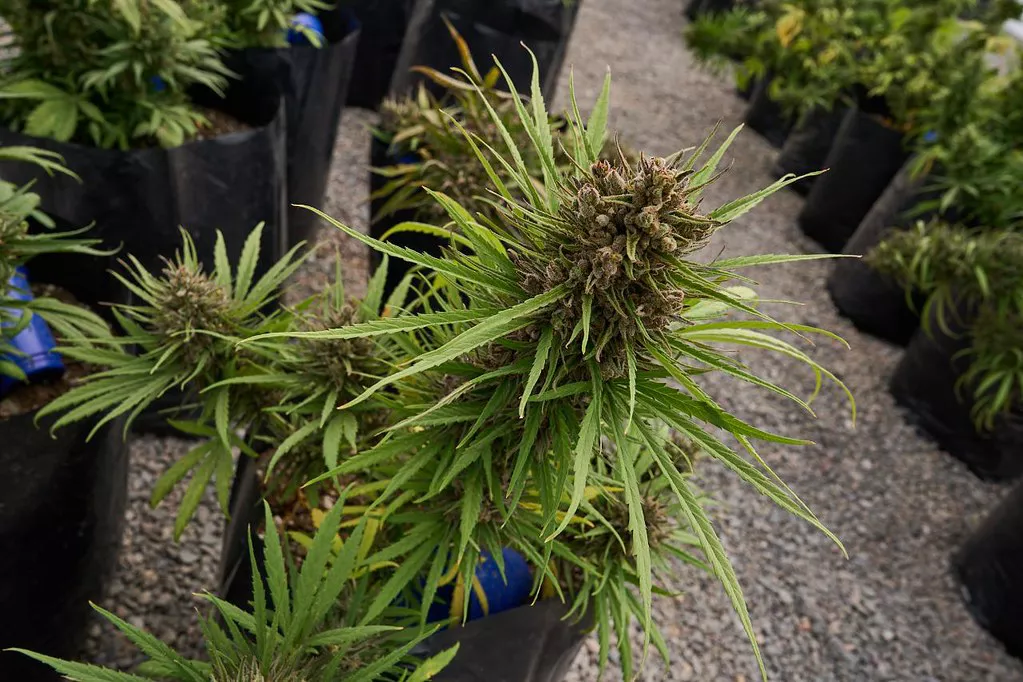 cosecha cannabis medicinal