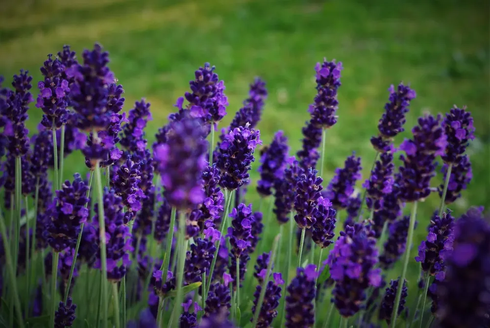 lavender-1526783_1920-1500x1004