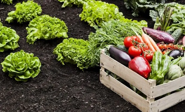 hortalizas_agrofy_news_1