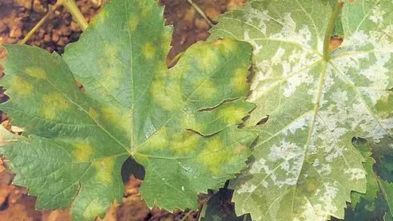 f99d365527dc0b3e2db94aa7149263d6_L