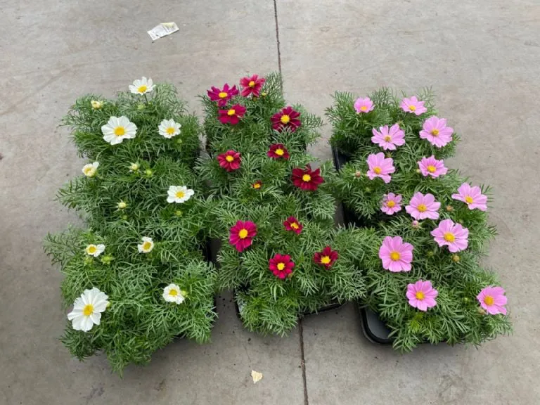 f768x1-703504_703631_5050