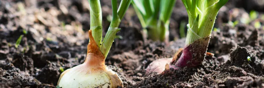 siembra-de-cebolla-en-argentina-jacto-925x308