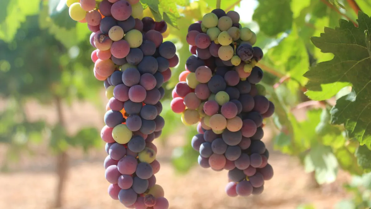 UVAS