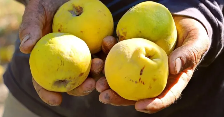 ef06736127eb7831252f2c11c4c8e424_L