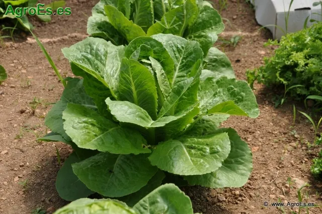 lechuga_3_20130617_1486902942