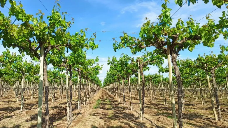 feae9fadb700d88627a92b2ec1081222_L