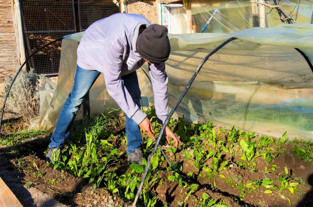 Manos-a-la-obra-Los-secretos-de-la-huerta-de-invierno-a-1024x676